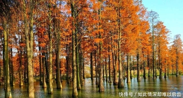 中国最漂亮的“水上森林”,景色随四季而变,适合游客打卡拍照
