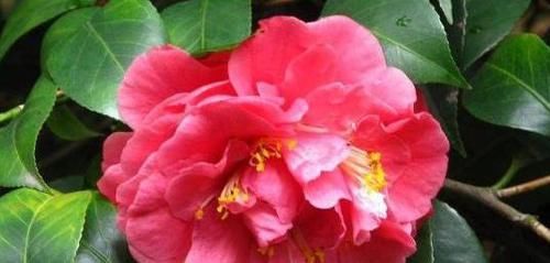  『学好』喜欢花却不会养怎么办？学好这四步，你才知道养花其实并不难