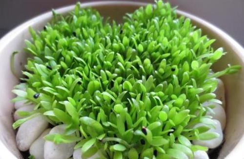  「吃水果」吃水果时，留一勺，洗洗撒盆里，7天出芽成盆栽，2－3年就结果