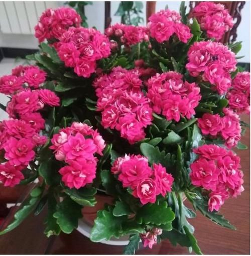  长寿花：阳台养这几朵花，花开不断，花香四溢飘满屋，美