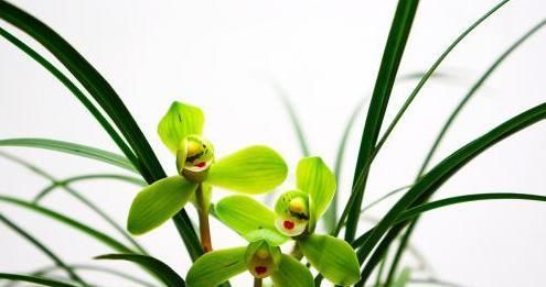  「药片」“娇生惯养”当属兰花，巧用这3种“药片”，让你养兰简简单单！