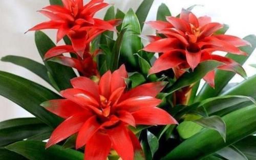  『凤仙花』4种花适合新手养，不用费心，沾土就活，给水就疯长