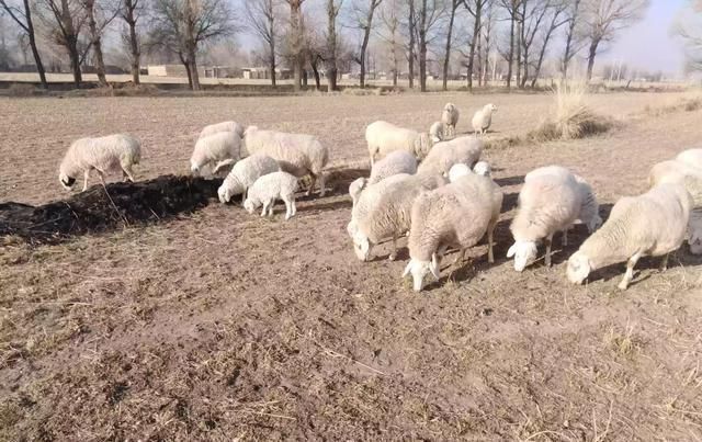  【养鸡】在乡下家里，你自己一个人养鸡、羊、牛还是猪？