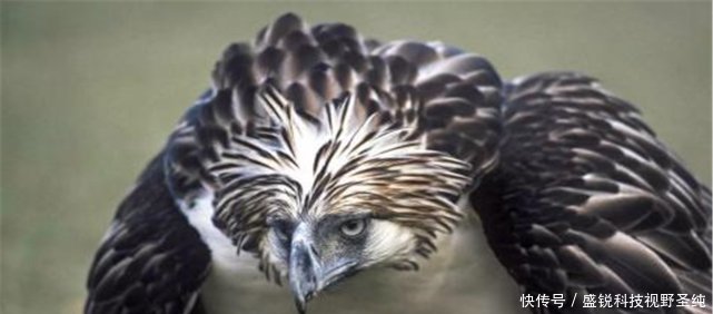 吕宋岛藏有世上最凶鸟，最恨猴子先啄瞎眼再吃，号称“鹰中之虎”