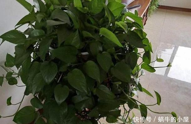 植物:家庭养绿萝,别忽视3点需求,不然想要枝叶长爆盆,难