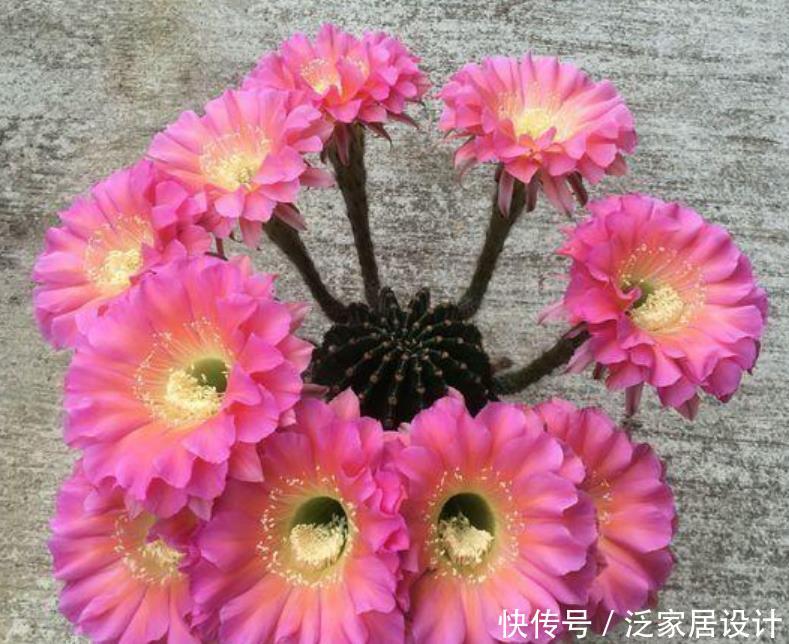 漂亮@“仙人球”开出漂亮花,养对方法才行,养不对,一辈子不开花!