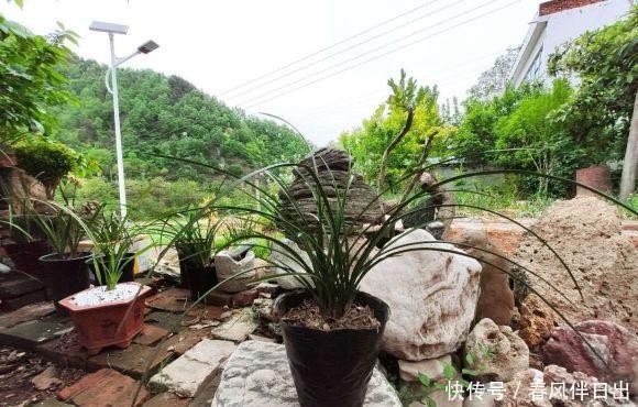  滋生|兰花浇水，2种“毒水”不能浇，滋生细菌烂根，直接把花浇死