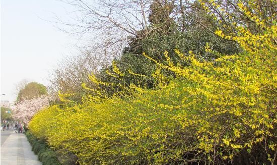 『盆景』迎春花开花时 是先开花后长叶还是先长叶后开花?