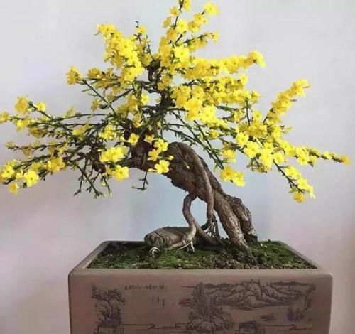  「身价」这六种植物越养越值钱，在家养几年，身价猛涨几倍！你家养了几种
