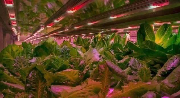  产品|植物工厂：90％不盈利，但产品符合消费趋势，未来价值可期