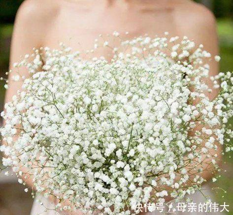『植物』“满天星”按此方法养,1年开花300天,开出一条“巨型银河”
