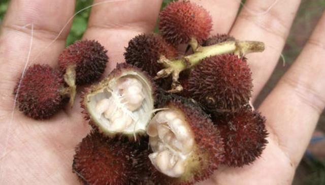  地面|在山沟里，1种野果像“杨梅”，果子却在地面生长，珍贵、