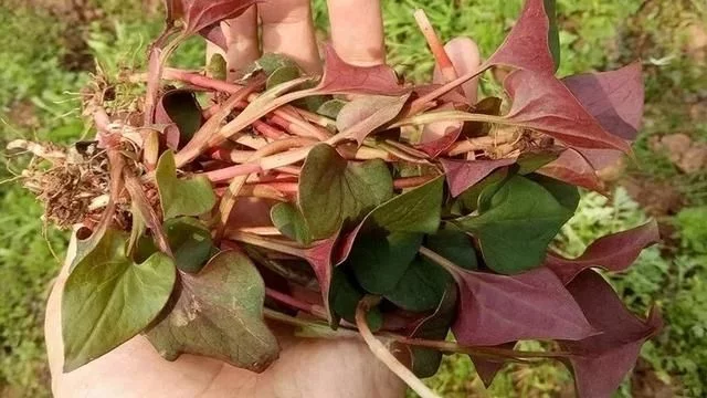 重庆人都知道,3月吃折耳根是对春天最起码的尊重