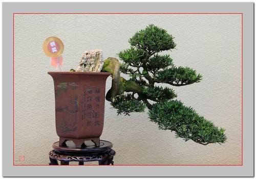 对称美■单独成派盆景多样有特色通派盆景怎么这么吸引人