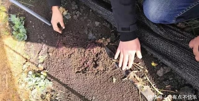  蚯蚓粪有机肥@蚯蚓循环有机养殖，最全面的分析，果断收藏