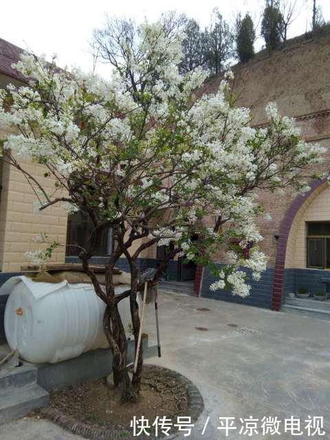  【春天】甘肃平凉老宅院内白丁香花又开了