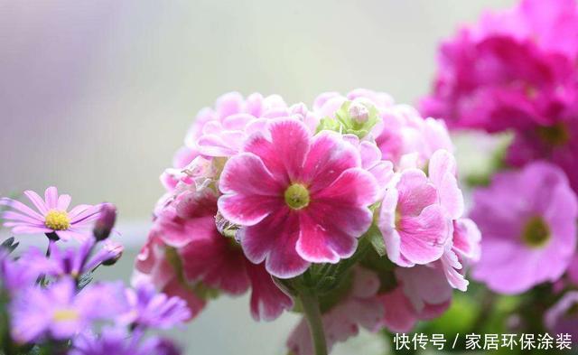 『三角梅』适合夏天养的3种花,一年四季开花不断,天气越热开花越好