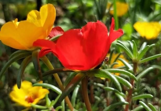  『款花』3款花，上班养护”不操心“，反而怕浇水勤快人，给点阳光就灿烂