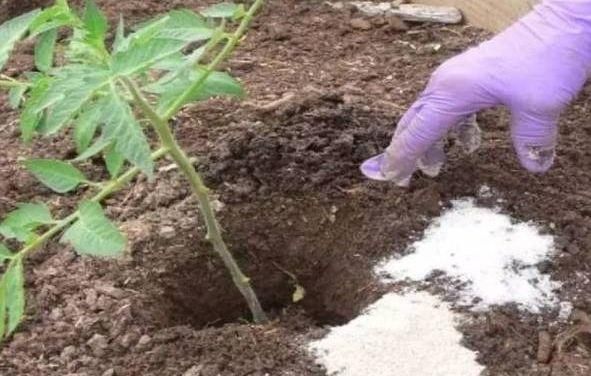  「药片」这2种“药片”比啤酒水、淘米水管用多了，兑水浇1浇，养啥都旺！