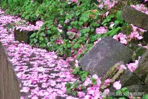 [春天]王母山春日美景图，每一帧都好看！