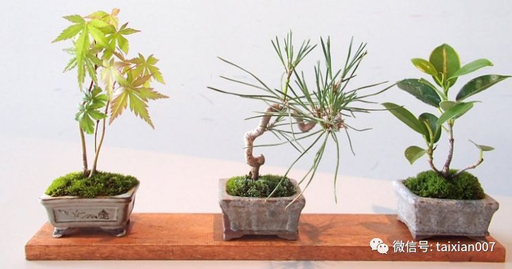 微盆景:把玩古朴的雅趣