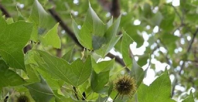  木材|这棵树在农村很常见，树高郁葱葱，农民是无用的木材时，不知道果实是宝贝