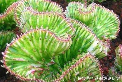  【植物】植物麒麟什么季节换盆