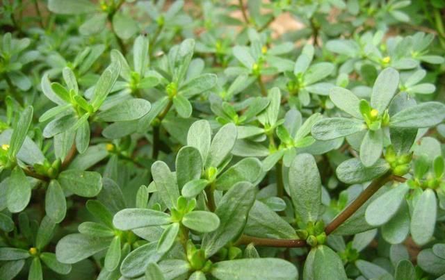  『常见』这种常见的野菜，现在被养成老桩，叶片小巧颜值高，勤修剪就可以