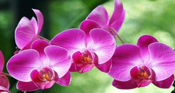  想要|想要蝴蝶兰二次开花，“两步”到位，别惊讶，就是这么“任性”！