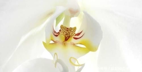 【原产于】旅行看世界:让人赞叹的花卉微距照片,以及在哪里能看到这些美景