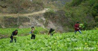 农民们注意了，这些都是骗局，有人已经受骗，还有人在上当