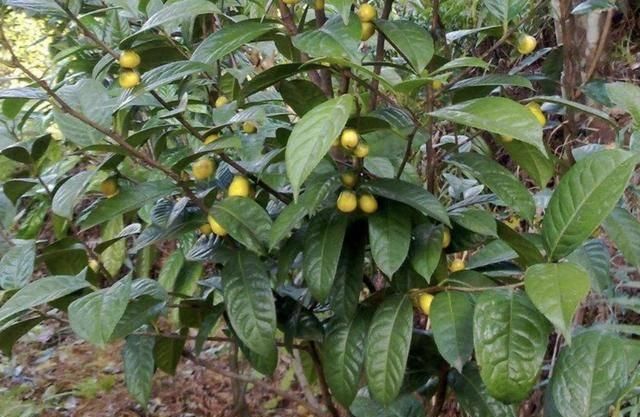  『大熊猫』1种植物珍贵，人称金花茶，被誉为“植物界大熊猫”，遇见请保护