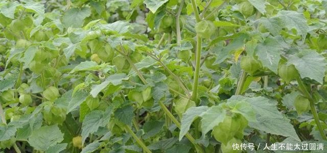 农民种它，10元1斤，亩收8000元