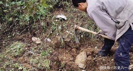  猪苓|被称为“野猪粪”，30年前2毛1斤，现在价格接近百倍，农民