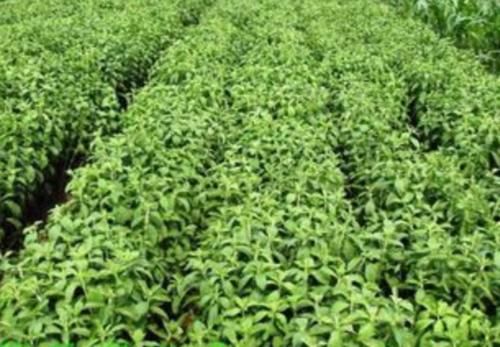  【甜叶菊】有一种含糖量很高的农作物，种1亩，收获1万