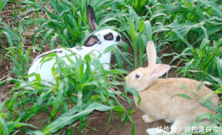  [兔子]农民养兔子能致富，100只兔子一年可以赚6万块，为啥没人