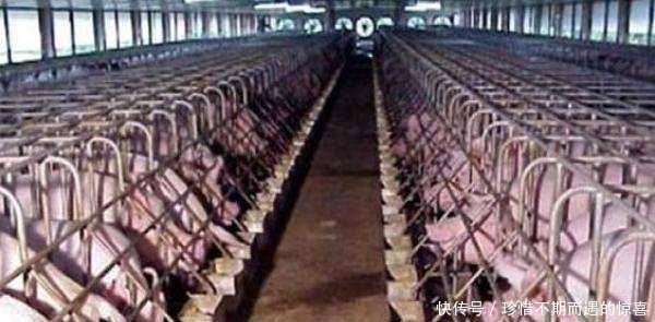 什么是真正的大养猪场这些养猪集团的规模真吓人！