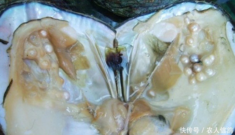 农村集市上出现新式“骗局”，农民以为赚了，老板却在背地里笑