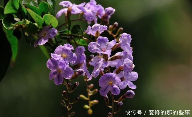  #选择#喜欢养护花卉，就选择5种花卉，花色艳、花期长，开花容易成花海