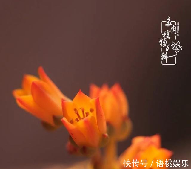 #喜欢#一粥一饭填饱肚子,一屋一花神仙日子!生命不止,玩趣不停!