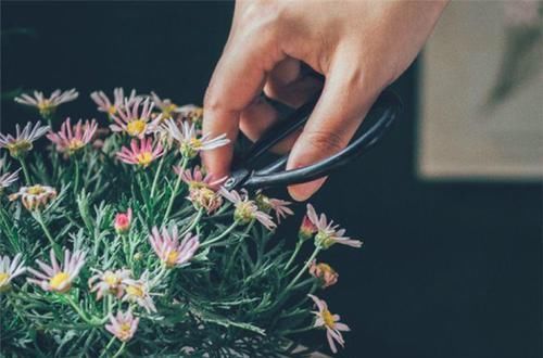  适合扦插：8种花别养老桩，小心老了不开花，变成木疙瘩！