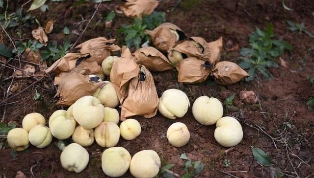  「果子」几百万斤卖不动，价格持续走低，大量果子开始腐烂，果