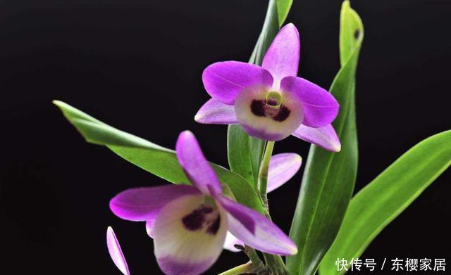 「能爆盆」5种花适合家养,开花成片很漂亮,枝繁叶茂能爆盆,越养越喜欢