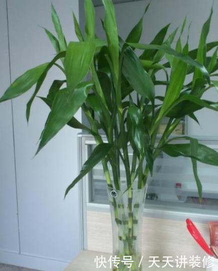  #能力#公认的这“4种”植物，吸甲醛能力超强，养得越多，身体越健康！