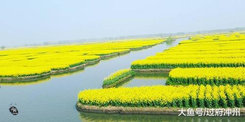 春游好去处：世界四大花海之一，因油菜花出名，但不是婺源