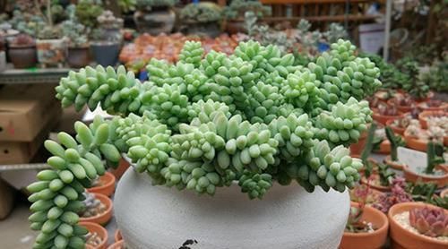  种多肉■养6种“经典”多肉，长了半年“溢出”花盆，霸占了阳台