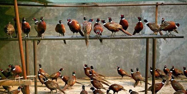  [农产品电商]想要在“农村创业”却不知道干什么，几个涉农行业