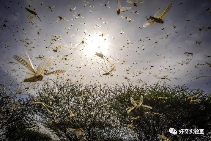  逼近@千亿蝗虫逼近中国边境，但你的辣椒和孜然可能白准备了