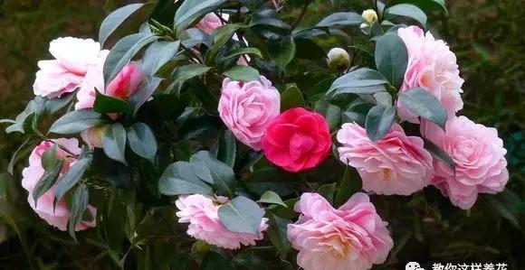  小苗@3根茶花小苗绑一起，枝条成倍长，又粗又壮，年年开花数不清！
