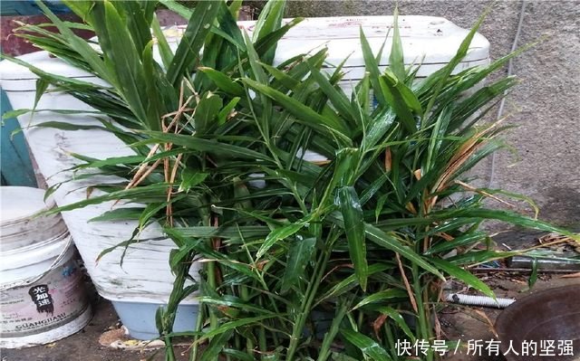 多功能的庄稼，今年种植的都发家了，每亩地收入15000元